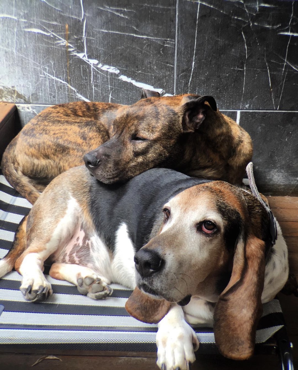 Louis, a basset hound, resting beside Victor, a brindle Staffordshire, on a shaded porch.